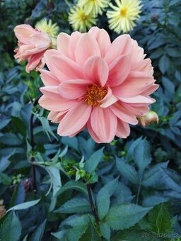 Hlízy jiřin a hlízy kany