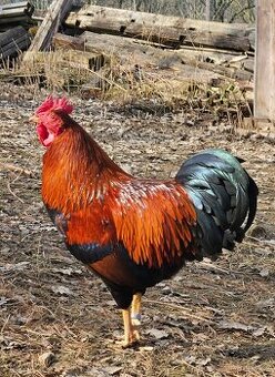 Zdr. Velsumka rezavě koroptví