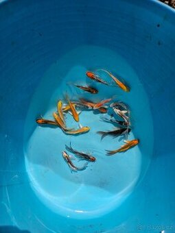 ❗️BUTTERFLY KOI 8-12CM❗️