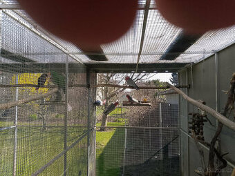 Kroužkovaný Kakadu