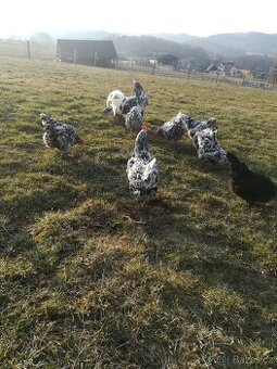 VLASKA EXCHEQUER nasadova vejce a loňští kohoutci