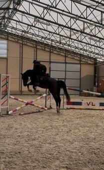 6 letá klisna Belgického teplokrevníka