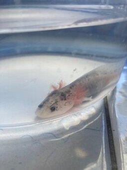 Axolotl