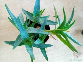Aloe Pravá