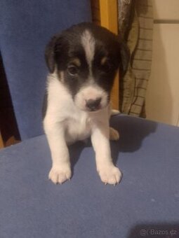 Jack Russel teriér