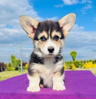 Welsh corgi pembroke s PP (FCI) - 1