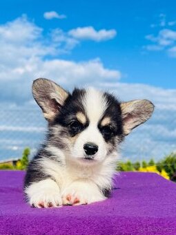 Welsh corgi pembroke s PP (FCI)