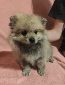 Špic pomeranian štěňátka
