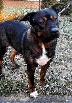 Archie hledá domov