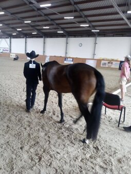 Quarter horse