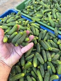 Nakladačky 3-6cm Pytel 10kg