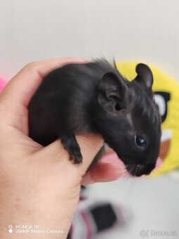 Osmák degu