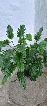 Philodendron xanadu