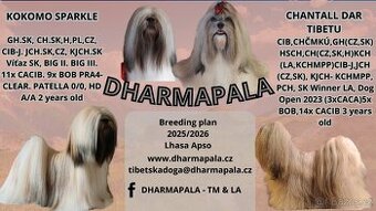 Lhasa Apso štěňata s PP 2025/26