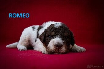 Lagotto Romagnolo - štěňata