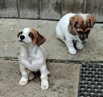 Jack Russell terier