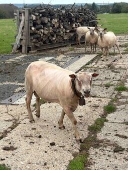 BERAN CHAMPION - PLEMENÍK CHAROLAIS