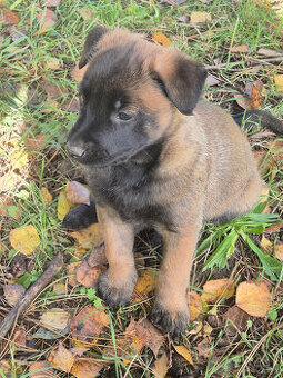 Belgický ovčák (Německý ovčák podíl 25%) štěňata