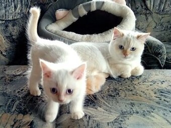 Britský kocourek s PP