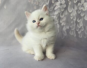 Sibiřská kočka - Něvská maškaráda s PP