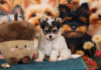 Biewer jorkšírský teriér , Yorkshire terrier, klučík mini