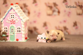 Golddust jorkšírský teriér ,Yorkshire terrier, holčičky s PP