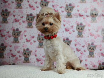 Golddust jorkšírský teriér ,Yorkshire terrier, štěňátka s PP