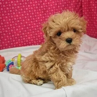 Maltipoo