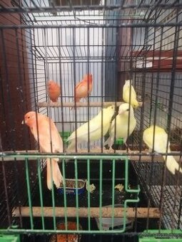 Prodám kanáry