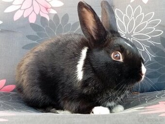 Zakrslý Králíček Hladký