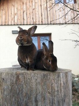 Prodám samce a samici plemene kastorex