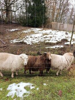 Daruji 2 ovce a beránka - Ovce ouessantská