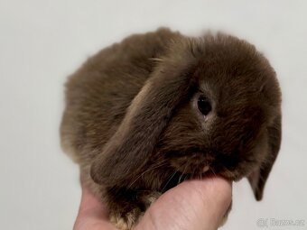 Možnost využít odběr i 24.12.2025