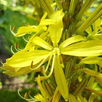 Asphodeline liburnica 80 semen 50 Kč