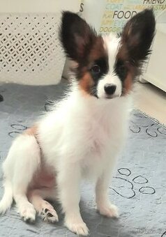 Papillon s PP-pejsek