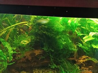 Prodám dva mechy akvarijní - 1