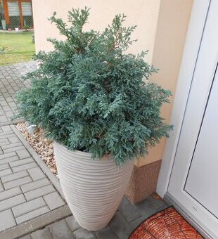 Cypřišek - "modrý měsíc"