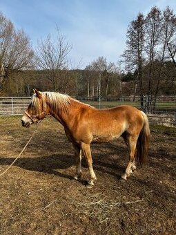 4 letý Valach Hafling