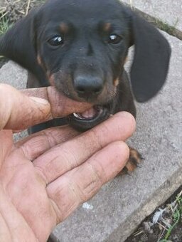 Jezevčík trpasličí