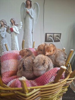 kuřátka zakrsla rousna porcelanova