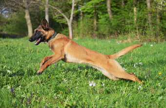 Belgický ovčák malinois, fena s PP