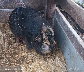 Prodám kuně kune - 1