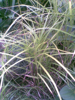 Ozdobná travina Carex Muskingumensi, papyrusová,sazenice