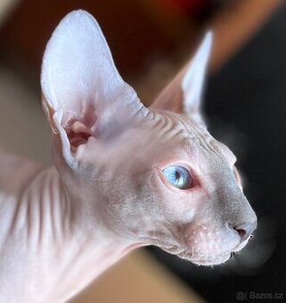 Don Sphynx s prukazem původu