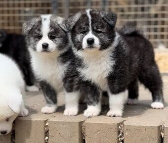 Akita Inu s PP - FCI & AKIHO