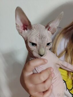Kanadský sphynx