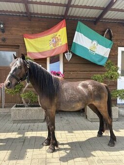 Pony valášek