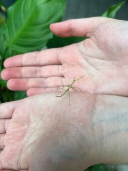 Darujeme pakobylky rohaté (Medauroidea extradentata)