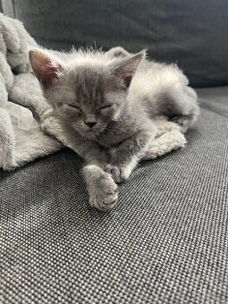 Britská modrá kočička