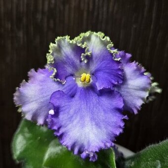 Fialka "CURLY" bílá + fialová, zakořeněný list nakvétá